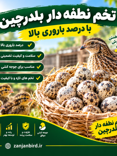 تخم نطفه دار بلدرچین 15 عدد