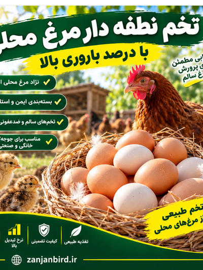 تخم نطفه دار مرغ محلی 10 عدد