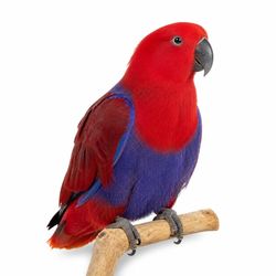 طوطی اکلکتوس ماده