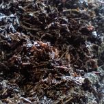 عود خیس، عربی اصل
