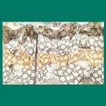 هدبند بچگانه عمده12عدد/هدبندپنبه نوزادی عمده / هدبند کبریتی/هدبند تمام چاپ/ هدبند تمام چاپ