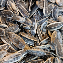 تخمه کانادایی