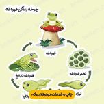 ابزار آموزشی چرخه زندگی قورباغه لمینت شده برش خورده مگنتی