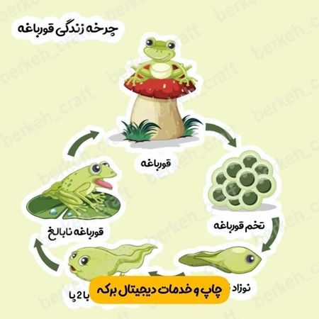 ابزار آموزشی چرخه زندگی قورباغه لمینت شده برش خورده مگنتی