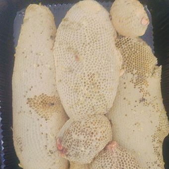 عسل وحشی رو شاخه ای (با شاخه و صد در صد طبیعی)