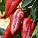 بذر فلفل گوشتی شیرین اروپایی M1006