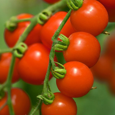 بذر گوجه فرنگی بوته ای آرونی 1009