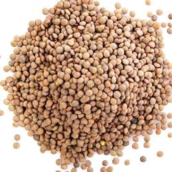 عدس ریز کانادایی 1 کیلو‌گرمی
