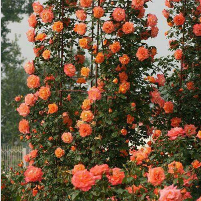 بذر گل رز رونده نارنجی بسته 6عددی