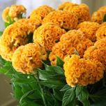 بذر گل تاج خروس چتری طلایی 50 عددی