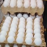 تخم مرغ پانلا