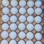 تخم مرغ پانلا