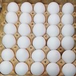 تخم مرغ پانلا