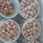 تخم مرغ محلی