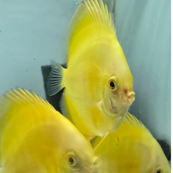 دیسکس نژاد یلو گلدن yellow golden سایز 3 اینچ