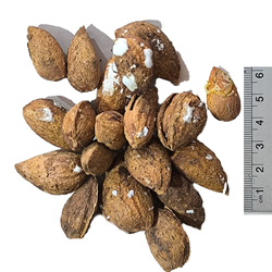 بادام درختی پوست کاغذی شور500 گرم