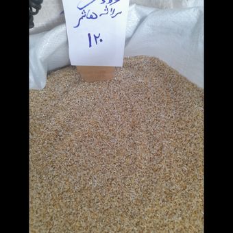 سرلاشه دودی هاشمی