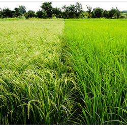 برنج هاشمی درجه یک