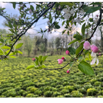 چای دستچین تخصصی جیر باغ 100 گرمی