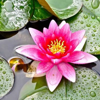 بذر گل نیلوفر آبی بسته 5 عددی