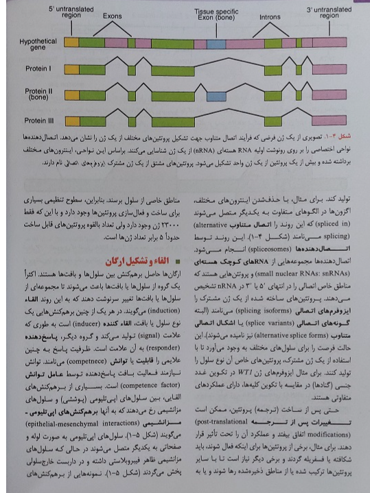جنینشناسی لانگمن