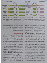 جنینشناسی لانگمن