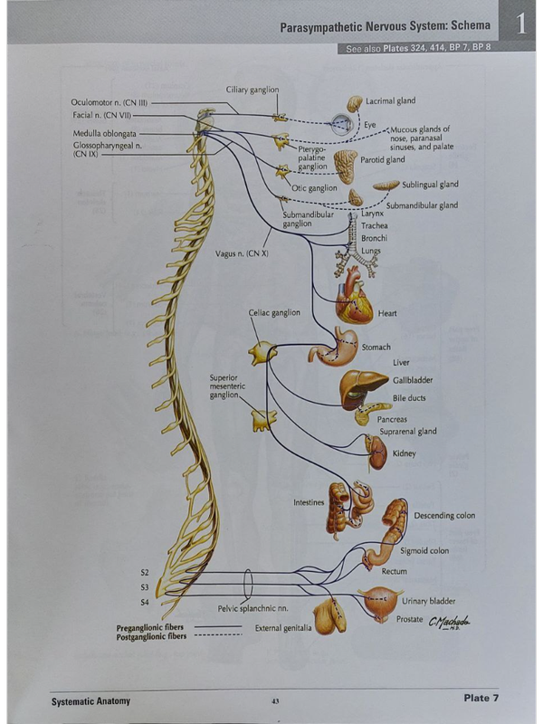 اطلس آناتومی نتر قطع رحلی Atlas of Human Anatomy Netter