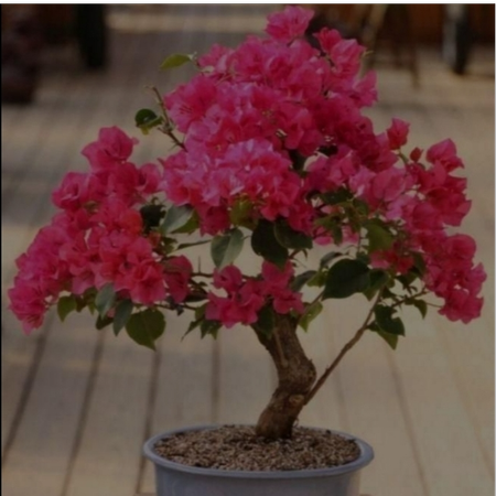 بذر گل کاغذی بسته 3عددی