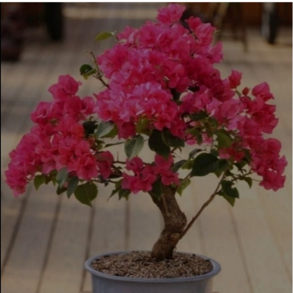 بذر گل کاغذی بسته 3عددی