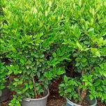 بذر یاس هلندی بسته 10 هزار عددی