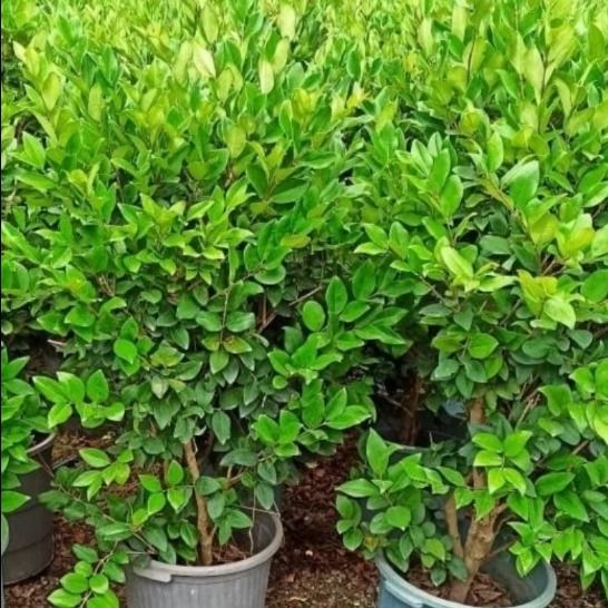 بذر یاس هلندی بسته 10 هزار عددی