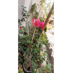 گل کاغذی سطل 3