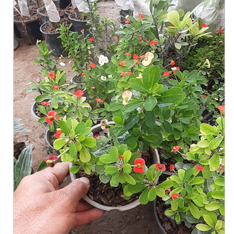 مرجان برگ ریز