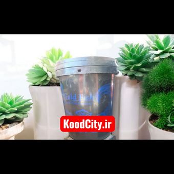 کود ماهی گلد فیش Gold Fish