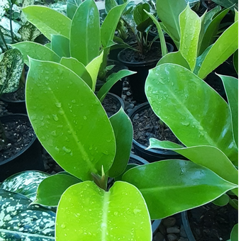 گل طبیعی فیلودندرون  نئون