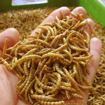 میلورم زنده درجه یک 100گرمی