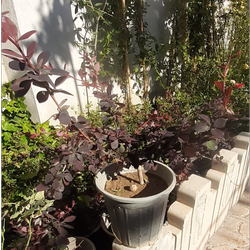 گیاه طبیعی زرشگ زینتی