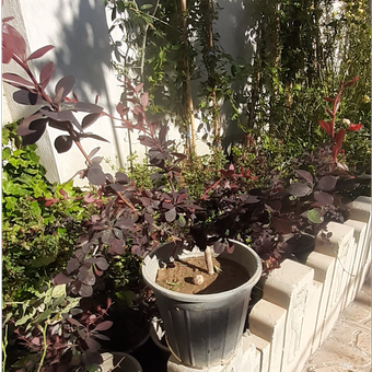 گیاه طبیعی زرشگ زینتی