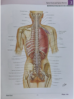 اطلس آناتومی نتر قطع وزیری Atlas of Human Anatomy Netter