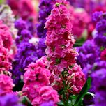 بذر شب بو F1 پاکوتاه