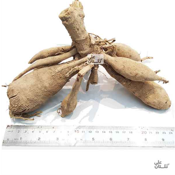 غده کوکب گل درشت 1 کیلوگرمی