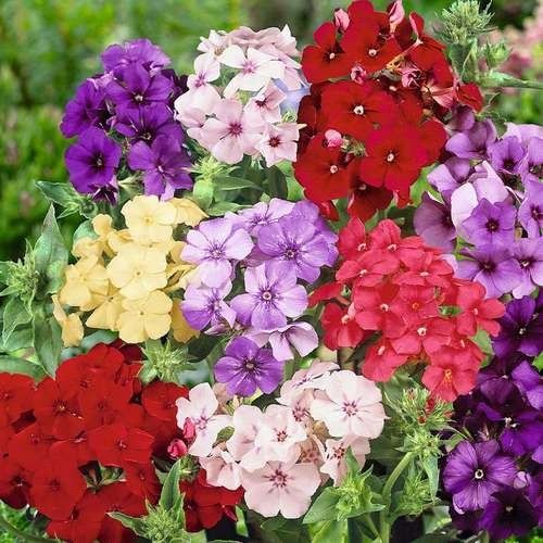 بذر گل فلوکس پاکوتاه الوان بسته 30 عددی
