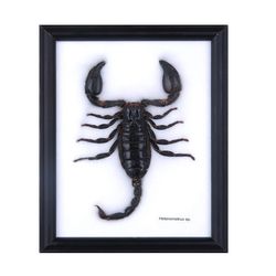 تابلو مدل عقرب تای کد 1