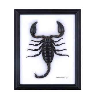 تابلو مدل عقرب تای کد 1