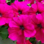 بذر گل اطلسی گلدرشت سرخابی بسته 200 عددی