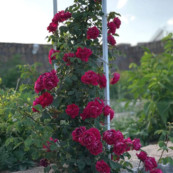 رز رونده عطری گل درشت