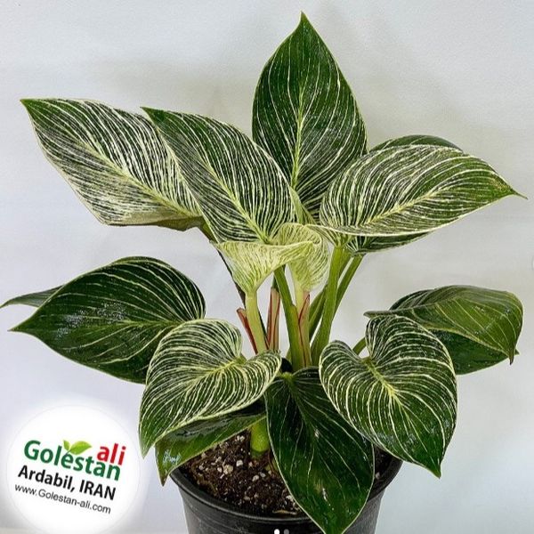 فیلودندرون برکین