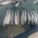 ماهی ساردین