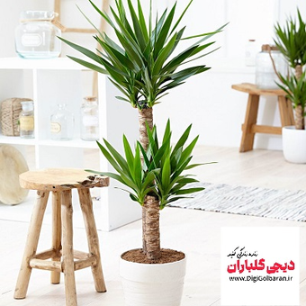 بنسای یوکا 2 تنه با گلدان
