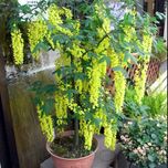 بذر باران طلایی بسته 1000 عددی